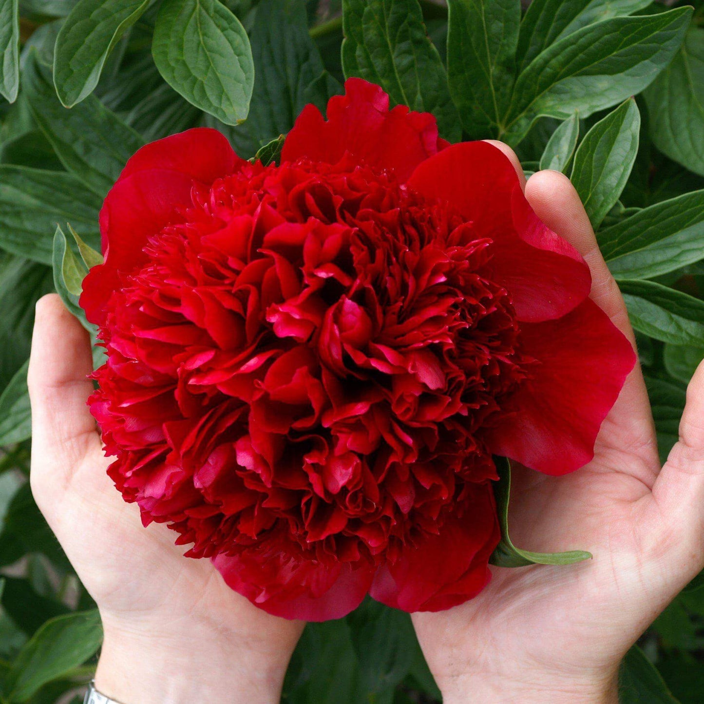 Paeonia : RED CHARM