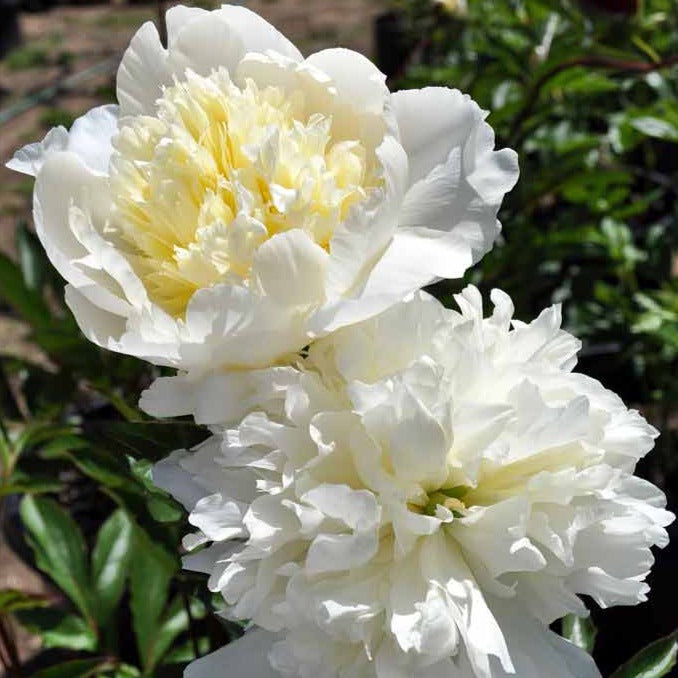 Paeonia lactiflora : CHARLES WHITE - Pepiniera Jardina