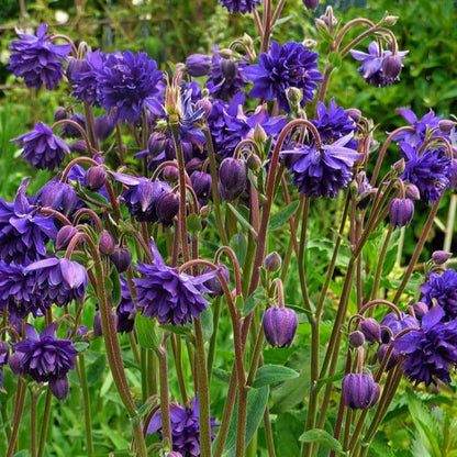 Aquilegia vulgaris : BLUE BARLOW - Pepiniera Jardina