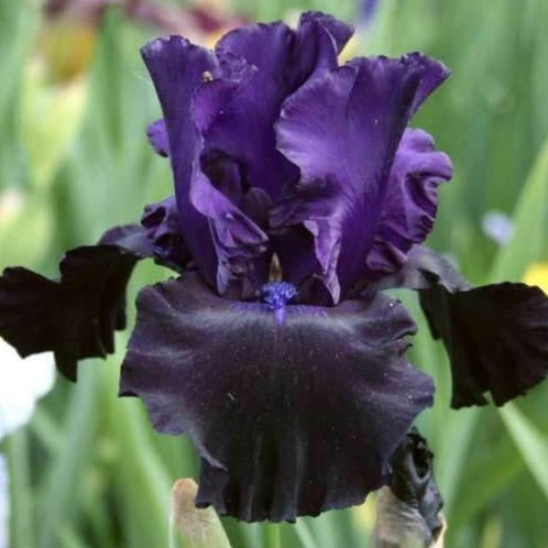 Iris germanica : BLACK DRAGON - Pepiniera Jardina
