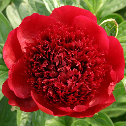 Paeonia : RED CHARM
