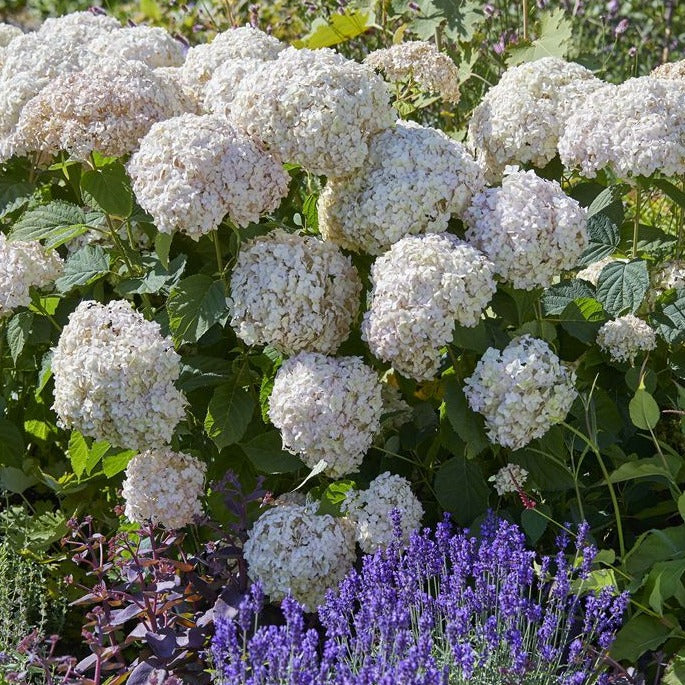 HYDRANGEA ARBORESCENS MARSHMALLOW