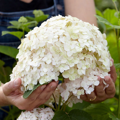 HYDRANGEA ARBORESCENS MARSHMALLOW