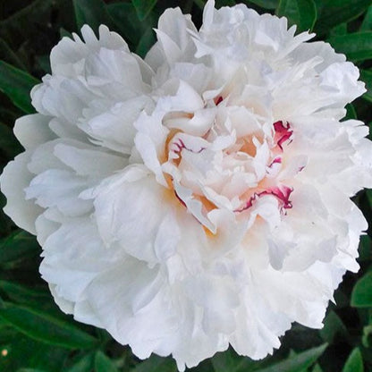 PAEONIA COURONNE D OR