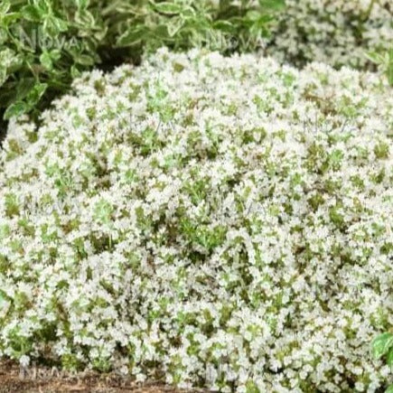Thymus praecox : WHITE - Pepiniera Jardina