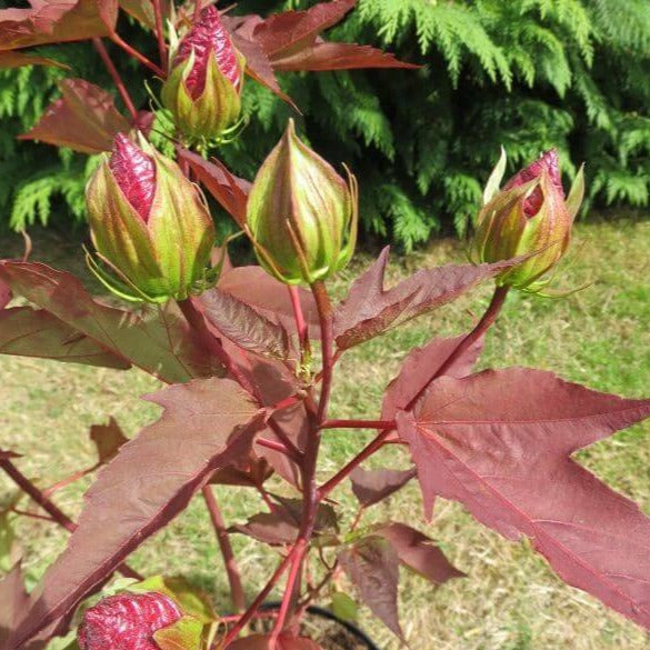Hibiscus moscheutos : GRIOTTE TANGRI - Pepiniera Jardina