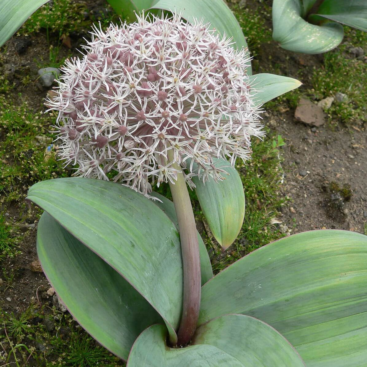 Allium karataviense - Pepiniera Jardina