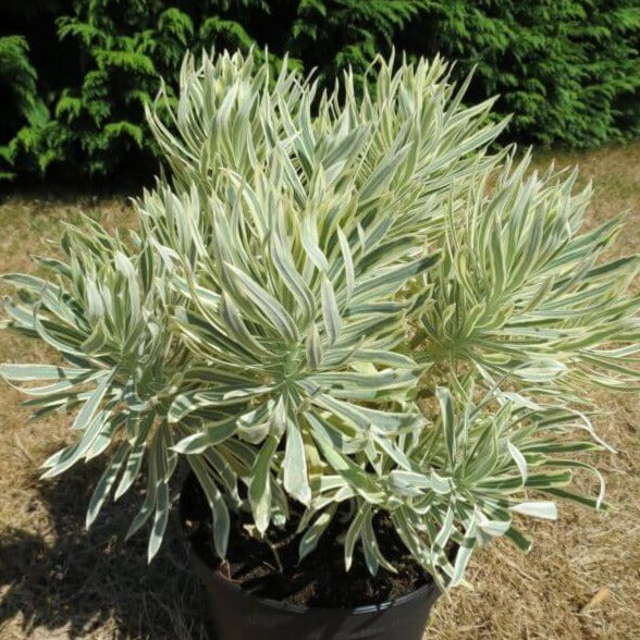 Euphorbia characias : TASMANIAN TIGER - Pepiniera Jardina