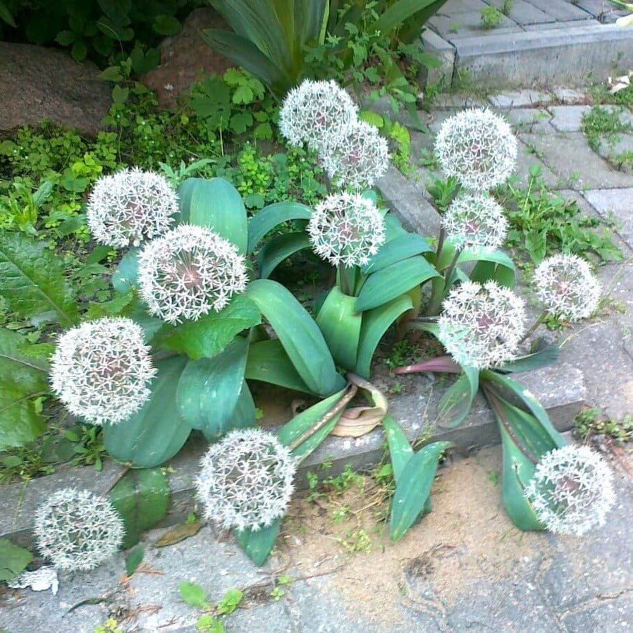 Allium karataviense - Pepiniera Jardina