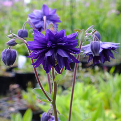Aquilegia vulgaris : BLUE BARLOW - Pepiniera Jardina