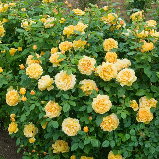 GOLDEN CELEBRATION Trandafir floribunda