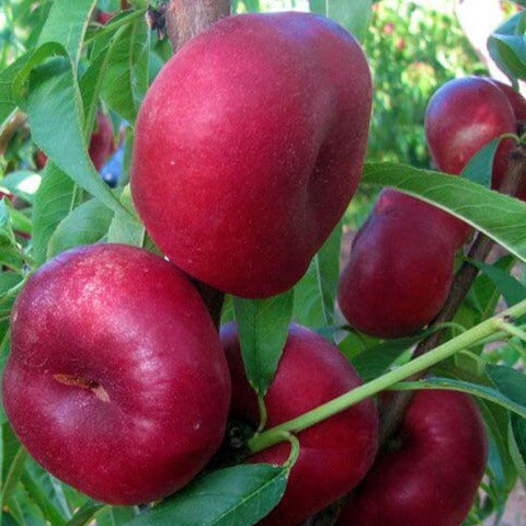 Nectarin cu fruct plat CONCETINA - Pepiniera Jardina