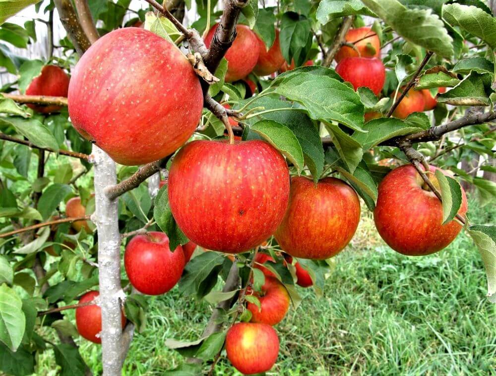Piniva Mar PINOVA - Pom Fructifer - Altoit Certificat - Garanție Prindere și ...