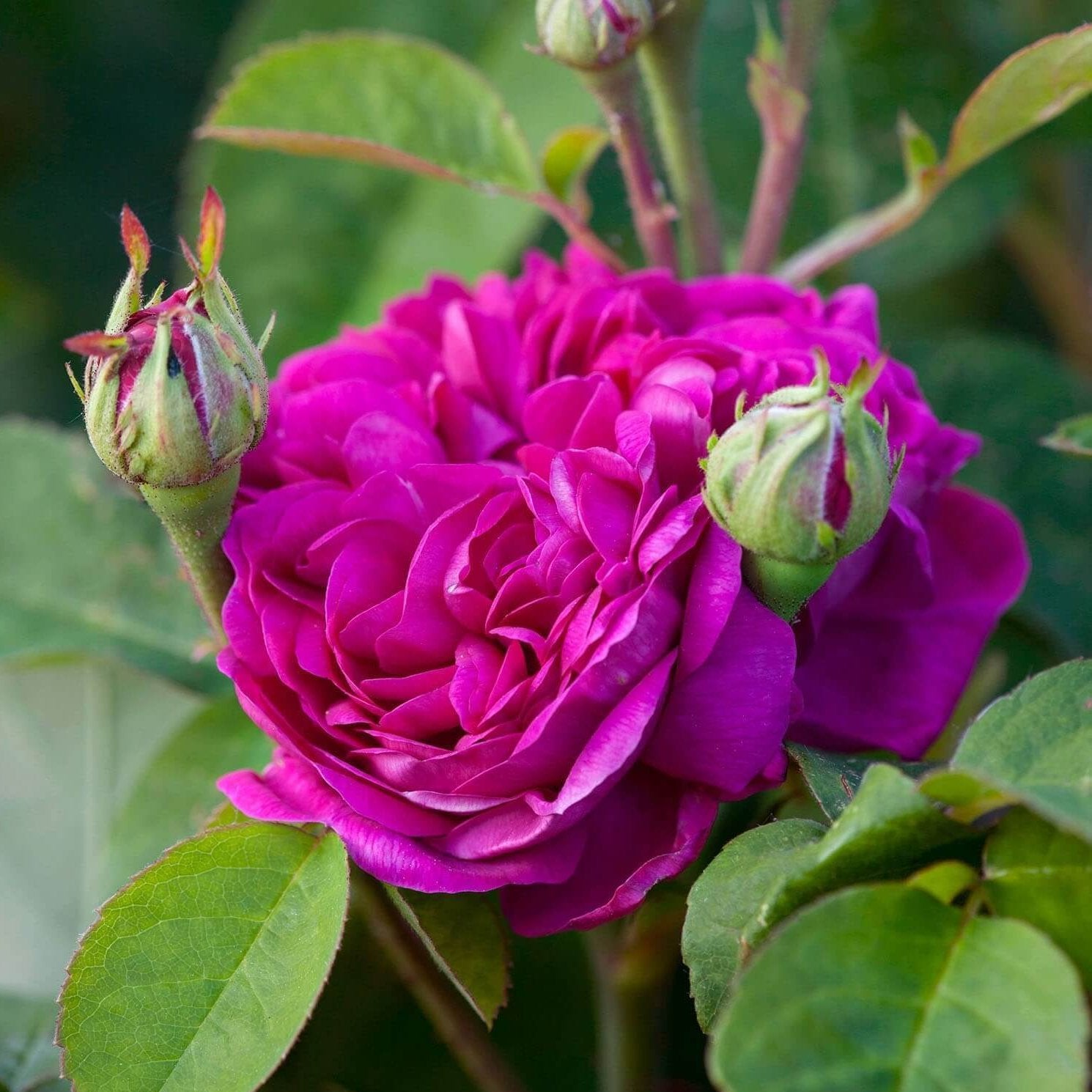 Reshone Roses Rose de Rescht - Trandafir de Grădină Floribunda Parfum Intens ...